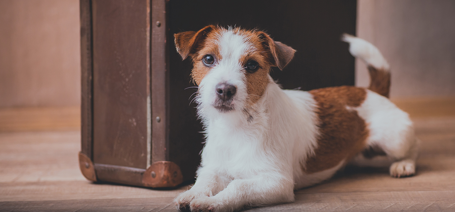 Pups Are Welcome at Our Pet-friendly Hotel in Eureka